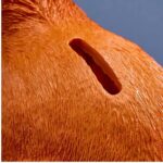 MONEY BOX BUNNY ORANGE