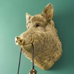 Wall Lamp Wild Boar / Pig Willy Gold