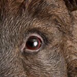 Wall Lamp Wild Boar / Pig Willy Brown