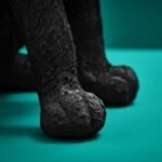 Table Lamp Cat Chouchou Black