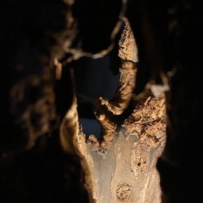 SHAMAN LAMP