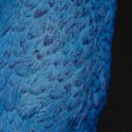 BEAUTIFUL BLUE PEACOCK HEAD WALL DECORATION