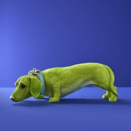 Decorative Figure Dog Dachshund with Collar Wilfried Animal Sculpture