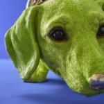 Decorative Figure Dog Dachshund with Collar Wilfried Animal Sculpture