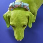 Decorative Figure Dog Dachshund with Collar Wilfried Animal Sculpture