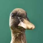 Card Holder Son of A Duck Gold Bird Sculpture