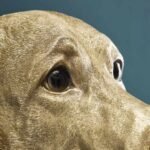 Wall Lamp Labrador Lucky Gold Animal Sculpture