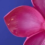 Bloom Flower Wall Light Magenta Decorative Wall Lights